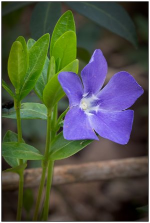 _DJP0512-DxO_bloem.jpg